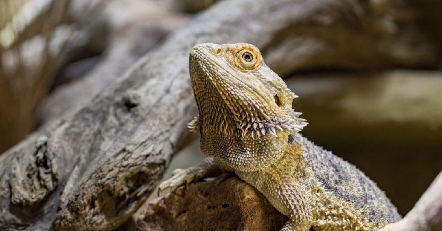 Mike 68203A20Pixabay20bearded dragon 4827503 1920 980x653 1