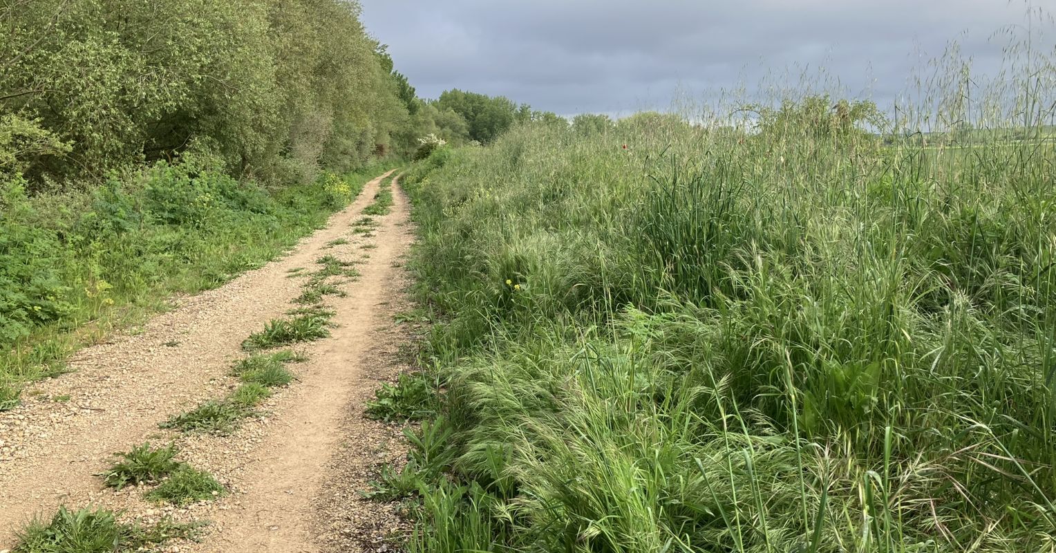 Talk It Out, Walk It Out: Therapy on the Camino 1 Path20landscape.JPEG