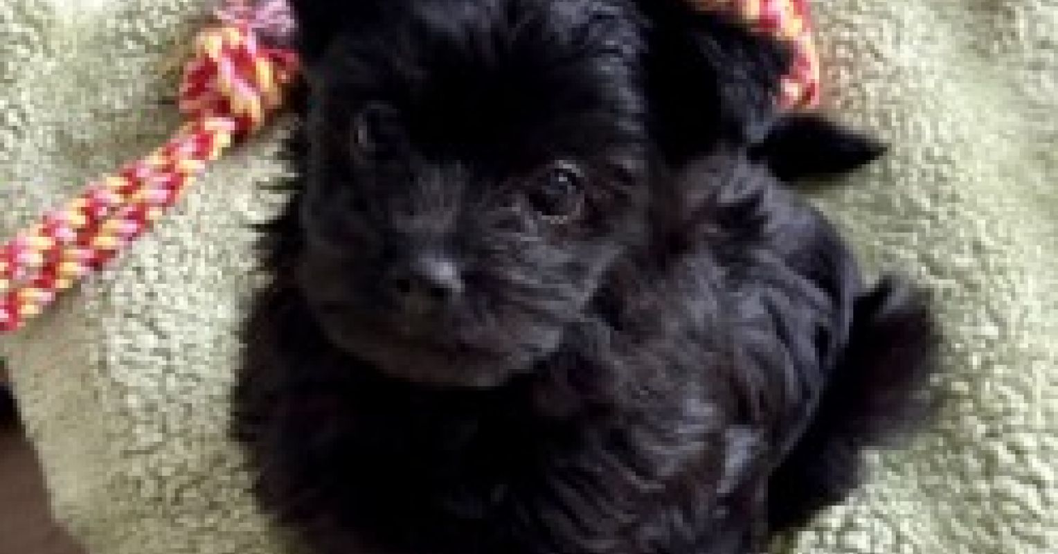 My Puppy Has Magic Powers 1 b7189014 d438 4fc5 84fb d8019938e08b