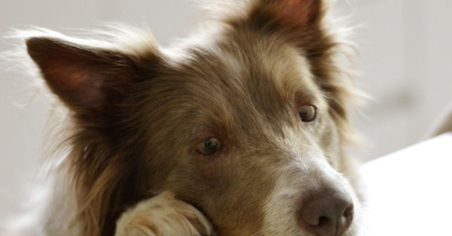Who's a “Bad Dog”? 1 ayla verschueren OuRHHBd42QI unsplash2028229