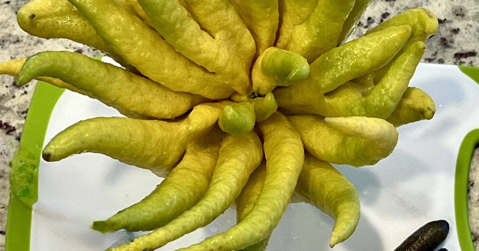 Haunted Harvest: Weird Fruits That Trick and Treat Your Brain 1 Buddaha27s20Hand20and20Finger20Limes 0.jpeg