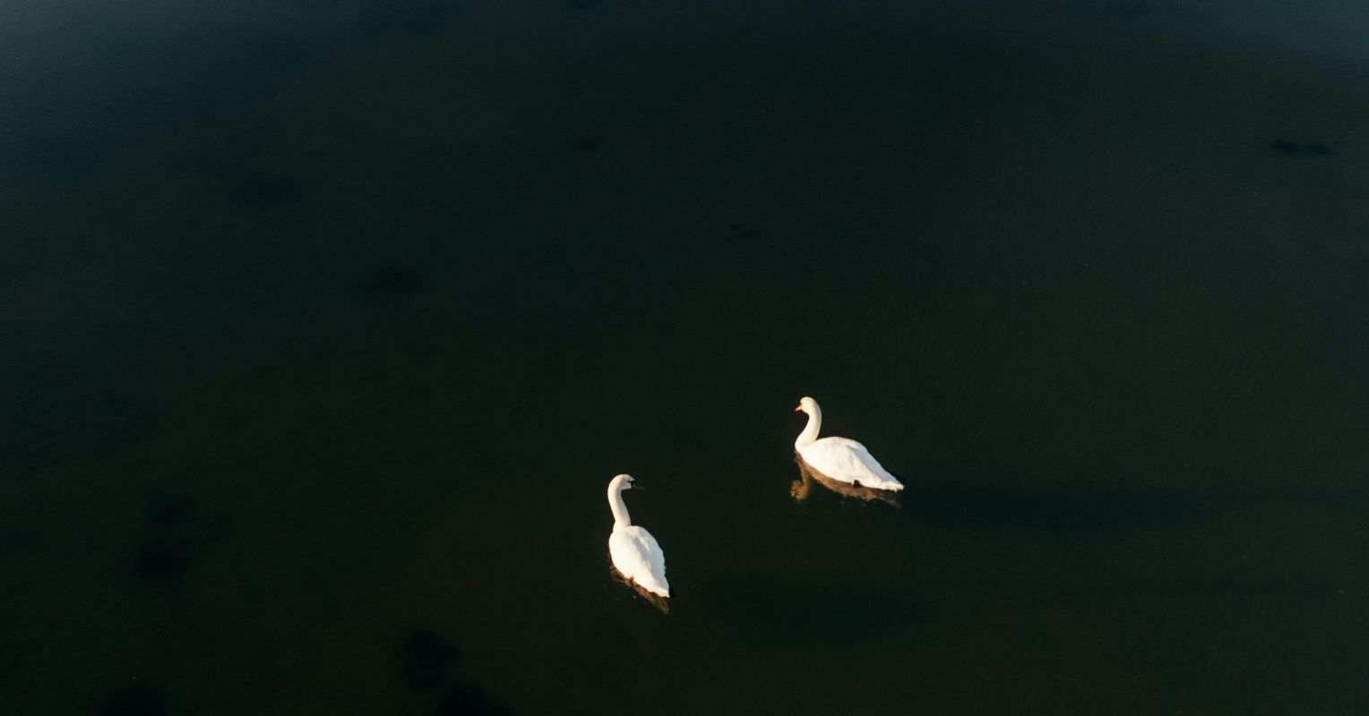 An "Awkward Grief" for Her Half-Brother—in Life and in Death 1 pexels alaritammsalu 35575404